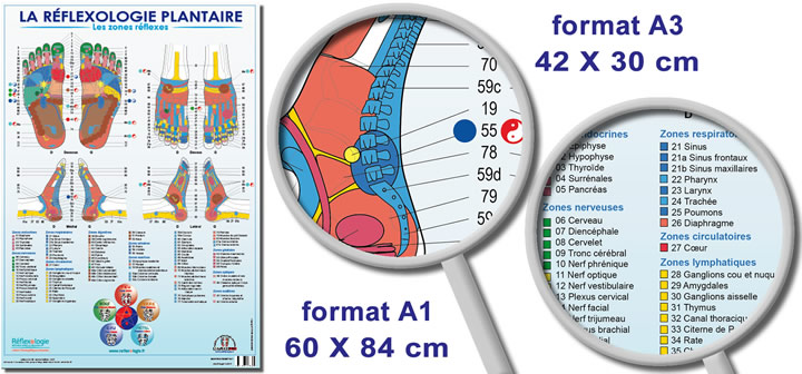 Poster Reflexologie Zones Reflexes Mireille Meunier