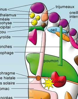 Poster Reflexologie DL1 ReflexoExpert Zoom