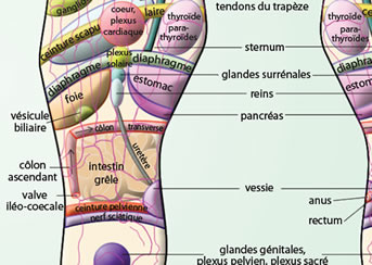 Poster Reflexologie Elisabeth BRETON zoom