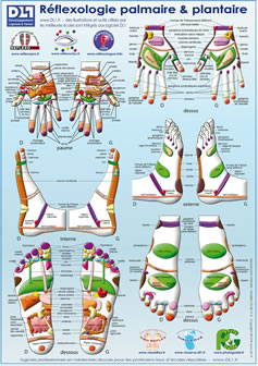 Poster Reflexologie DL1 ReflexoExpert